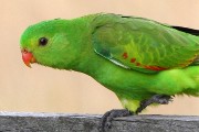 Red-winged Parrot (Aprosmictus erythropterus)